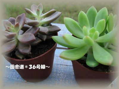 多肉販売(イベント用)