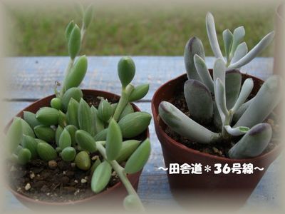 イベント用多肉