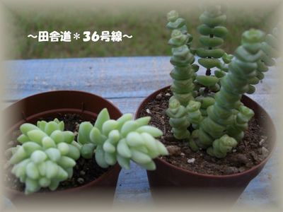 多肉販売(イベント用)