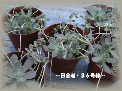 人気の商品!?