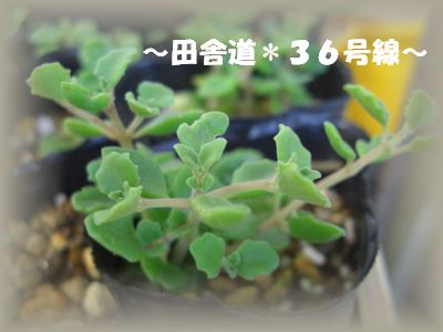 根付いてきました~(^^)