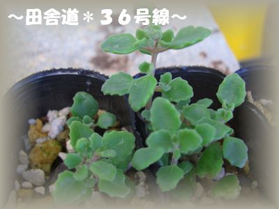 根付いてきました~(^^)