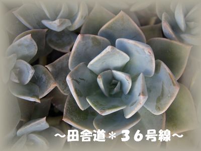 芽が出ている!?