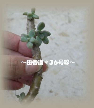 すてないでねぇ。。。