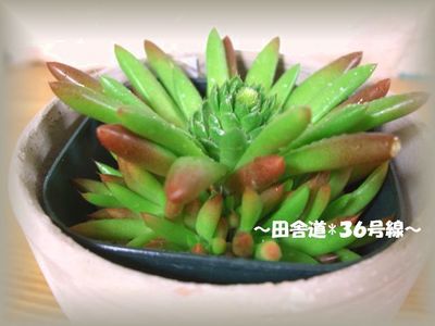 新人で~す!!