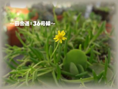 多肉らしいぷくぷく(^^)