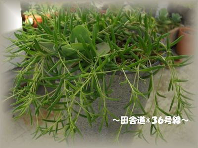 多肉らしいぷくぷく(^^)