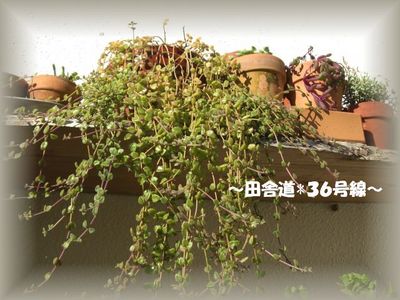 多肉なんです(^^;)