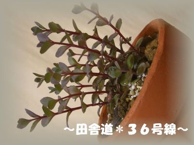 セダム属