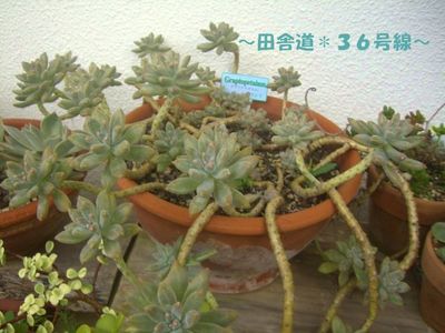 長いお付き合い。。。