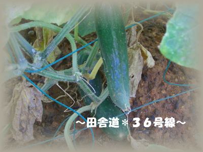 収穫。。。