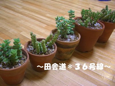 *多肉のさし芽*