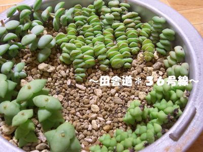 *多肉のさし芽*