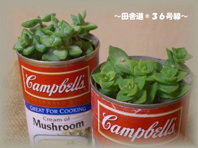 多肉植物*虫みたい。。。