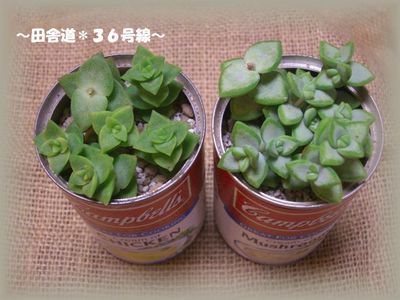 多肉植物*虫みたい。。。
