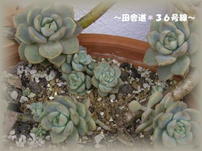 水やり。。。