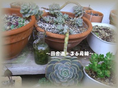 水やり。。。