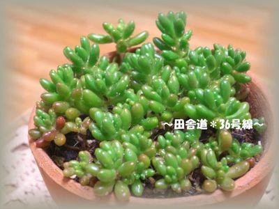 多肉植物10ヶ月