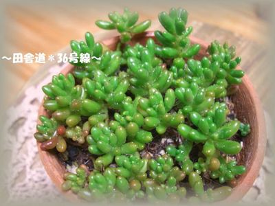 多肉植物10ヶ月