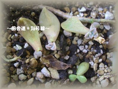 鉢の中。。。