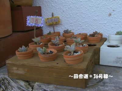 ミニ木箱×ミニ鉢