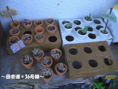ミニ木箱×ミニ鉢