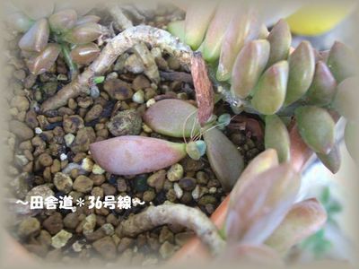 今日の発見