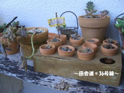 ミニ木箱×ミニ鉢