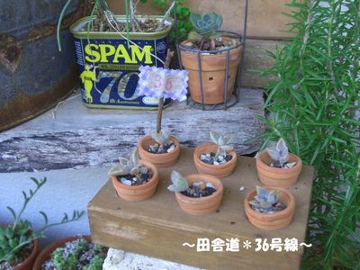 ミニ木箱×ミニ鉢