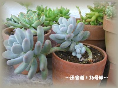 多肉植物のメタボ!?(^^)