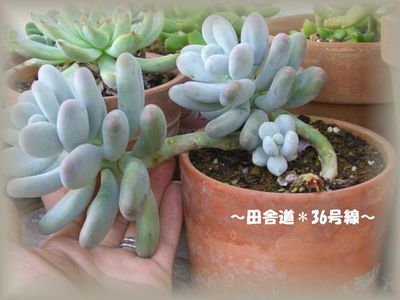 多肉植物のメタボ!?(^^)