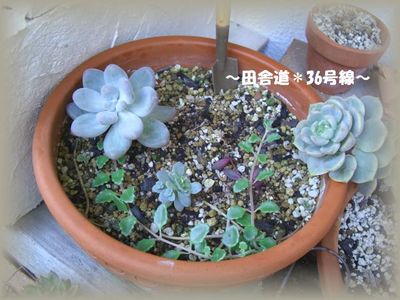 多肉植物のメタボ!?(^^)
