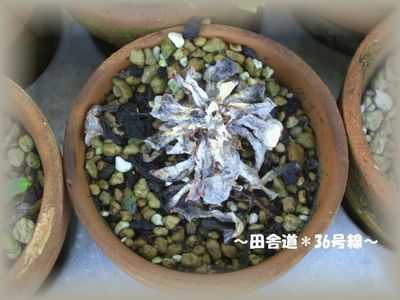 夏から秋にかけて
