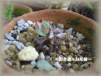 夏から秋にかけて