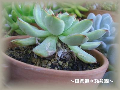 夏から秋にかけて