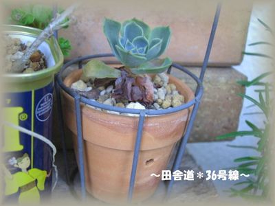 夏から秋にかけて