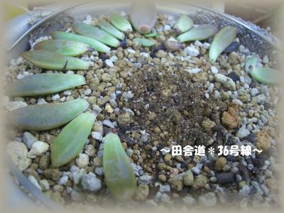 夏から秋にかけて