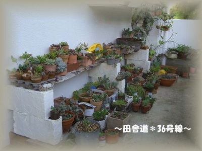 夏から秋にかけて