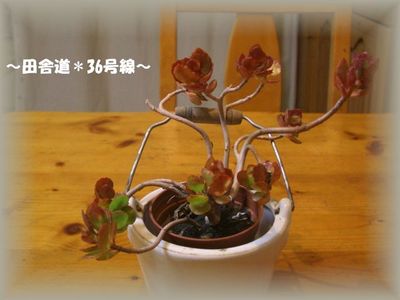 仲間入り(^^)