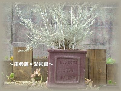 渋い鉢の続き(^^)