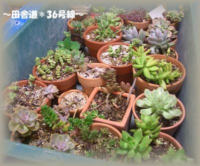 多肉植物非難!!