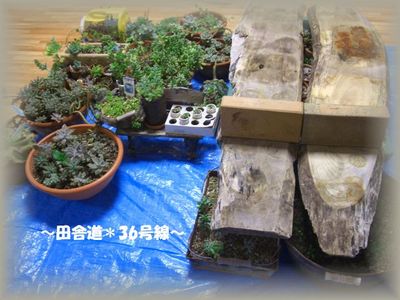 多肉植物非難!!