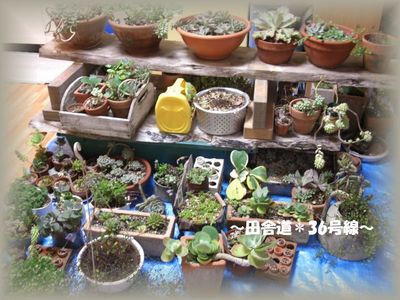 多肉植物非難!!
