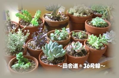 多肉植物非難!!
