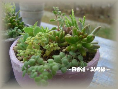 多肉の寄せ植え