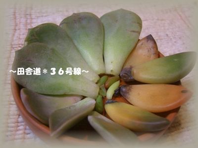 台風の後
