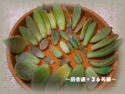 台風の後