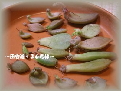 台風の後