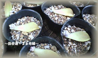 増やしました。(^^)