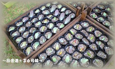 増やしました。(^^)